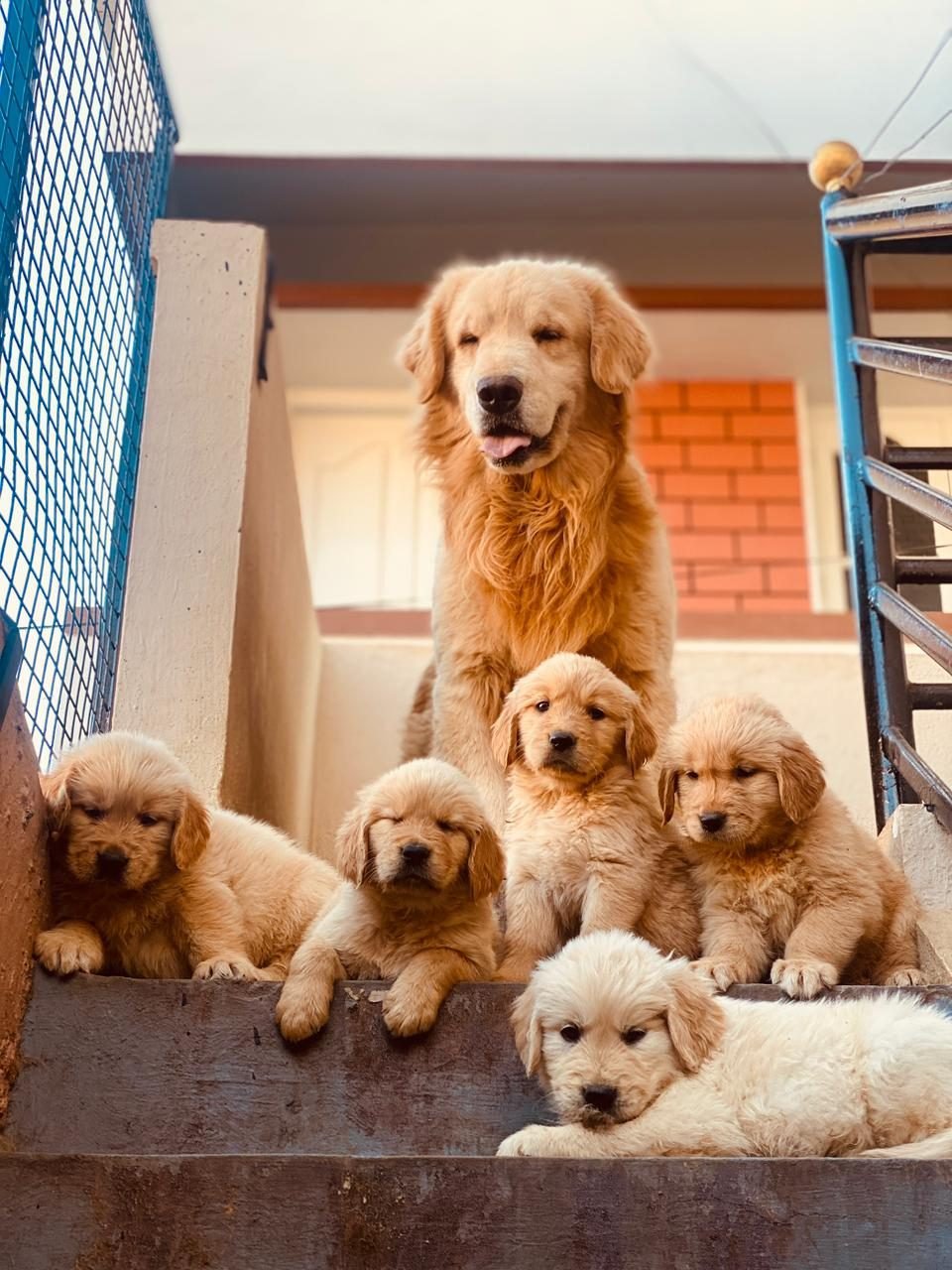 Golden Retriever litter sitting together indoors